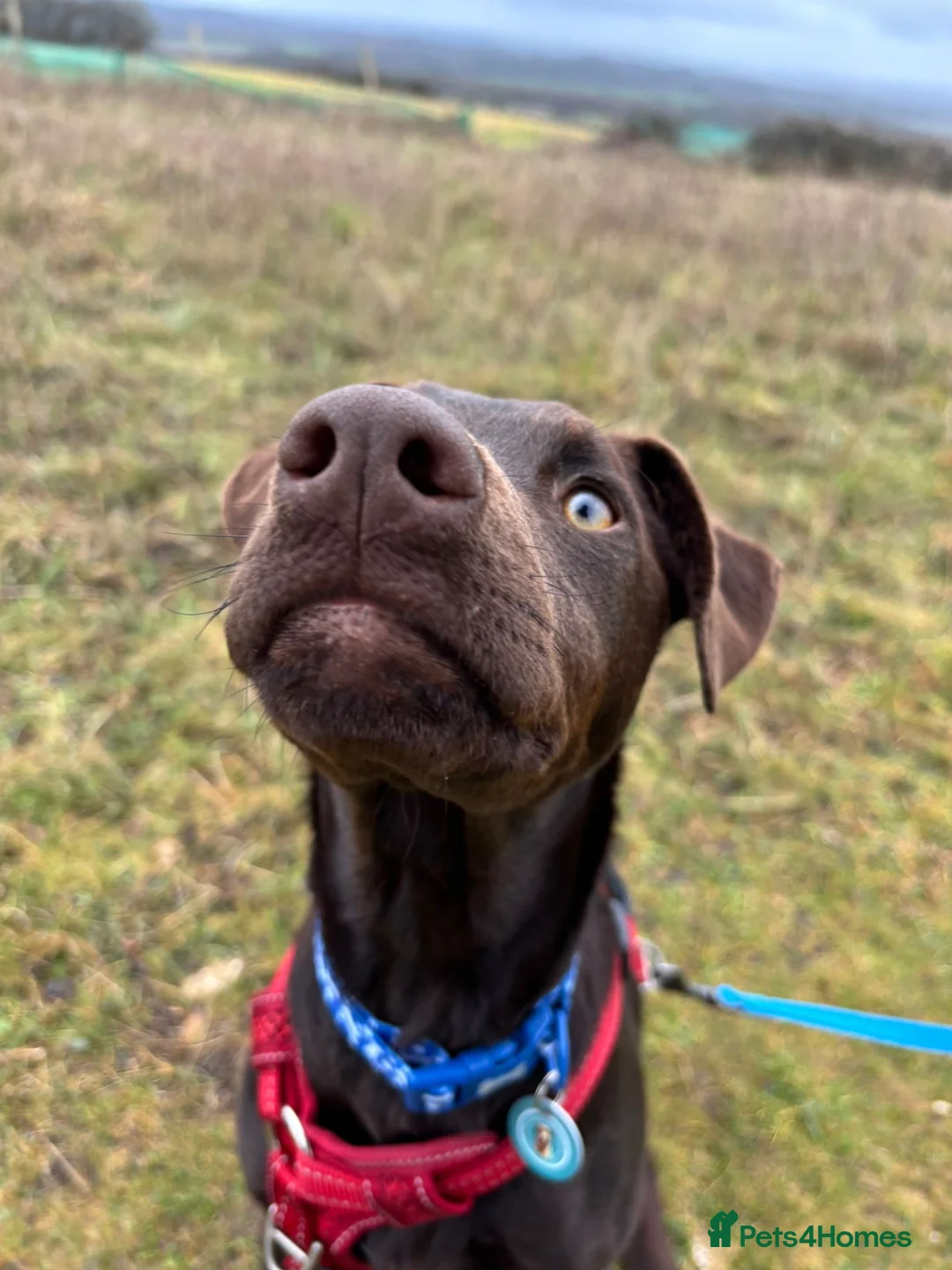 Mixed Breed dogs for sale: Lovely Buttons needs his family  - Advert 13
