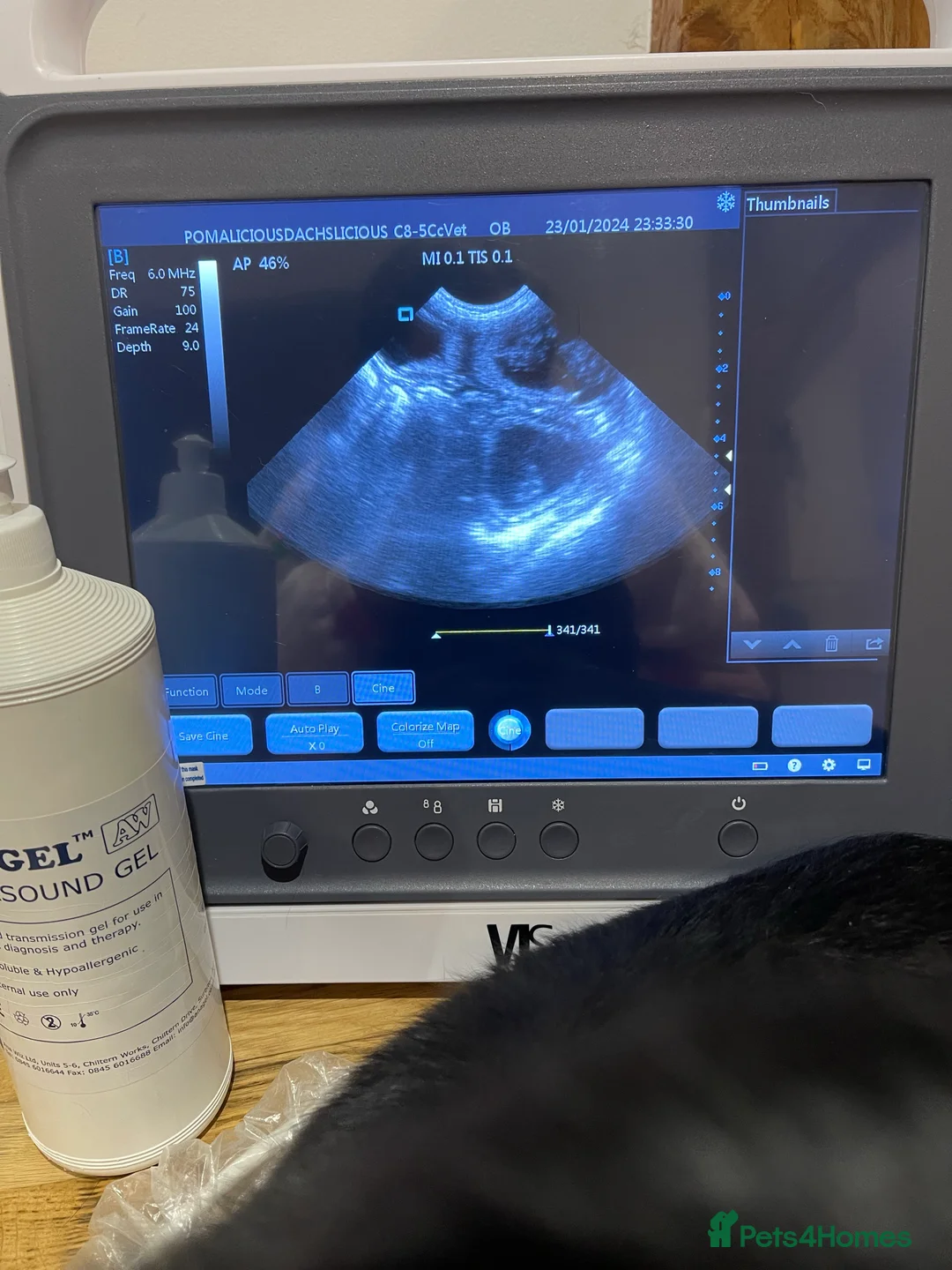 Miniature Dachshund dogs for stud: STUNNING MINIATURE DACHSHUND AVAILABLE AT STUD  in Grays - Advert 9