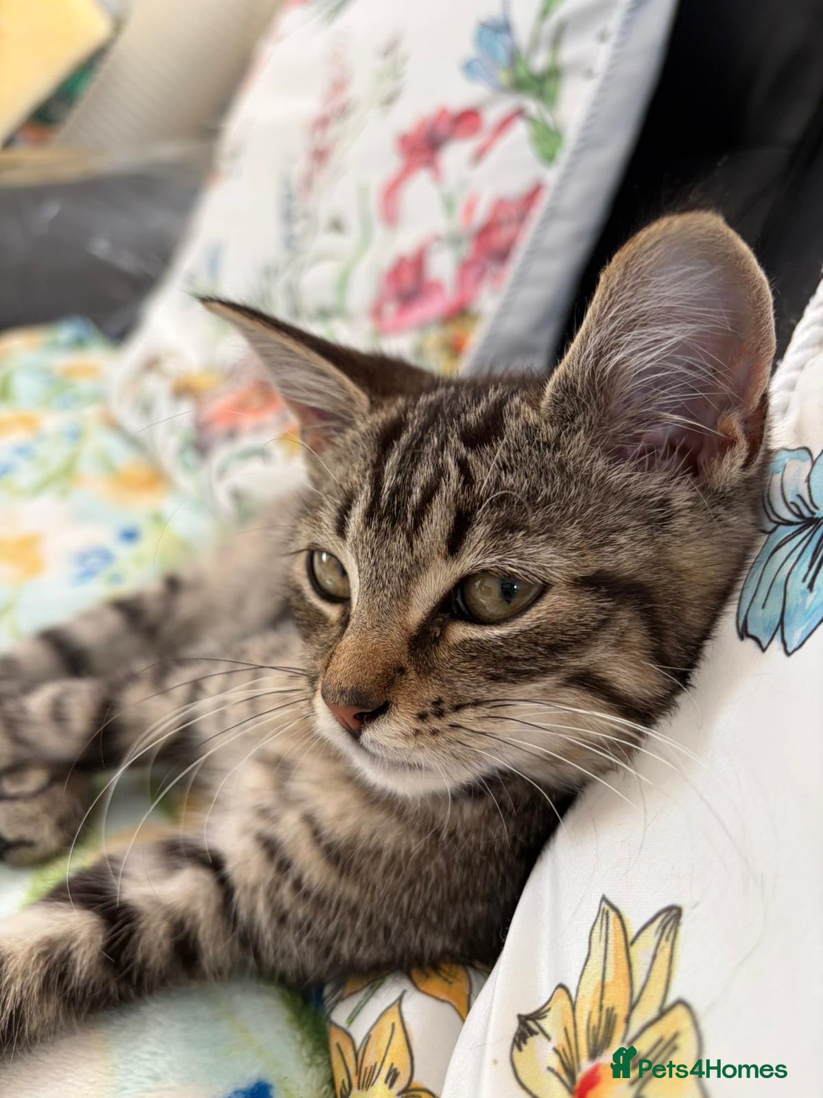Mixed Breed cats  Kittens looking for there forever home  - Advert 17