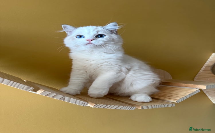 Ragdoll cats - Advert 1