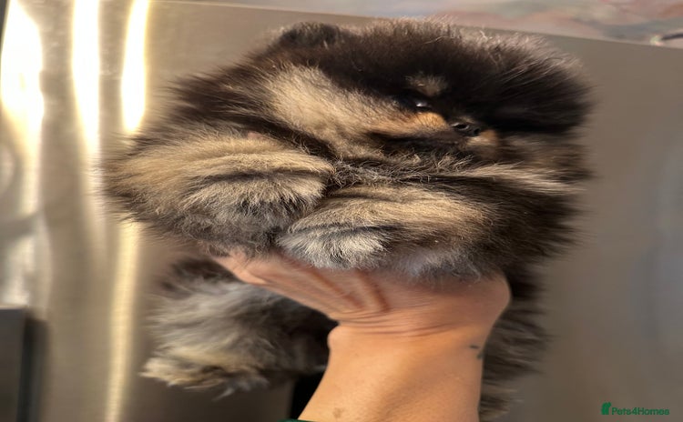 Pomeranian dogs - Advert 1