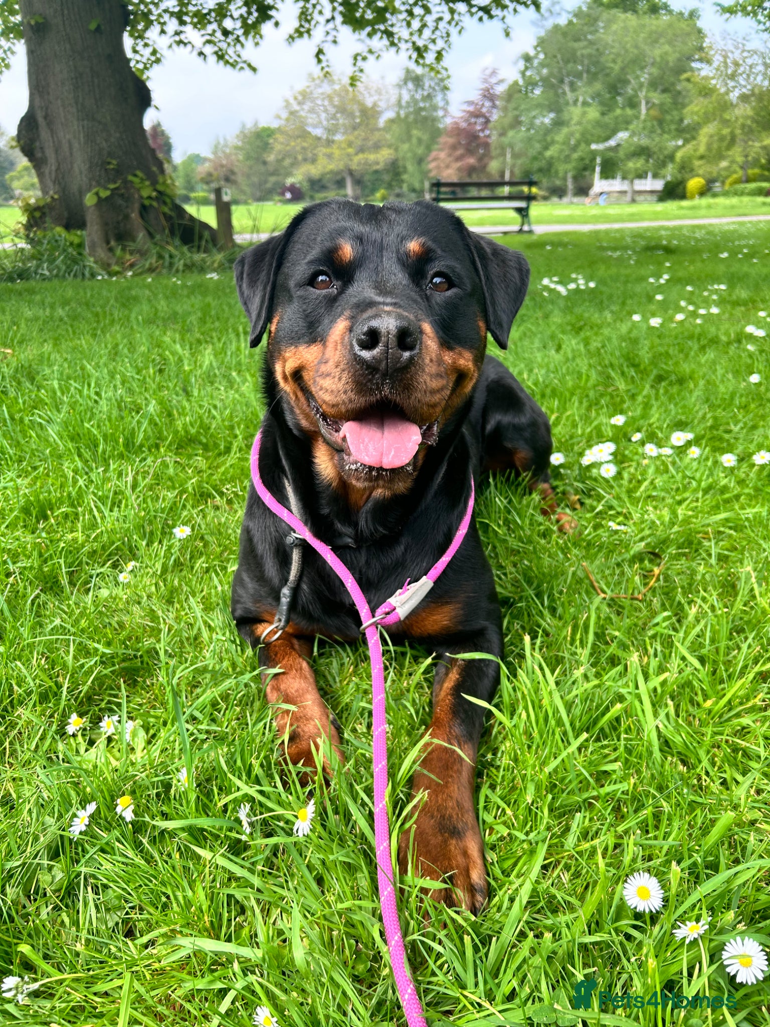 Rottweiler dogs Beautiful Female Rottweiler for adoption  - Advert 7