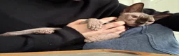 Sphynx cats for sale: Gia - Sphynx - please read add !  in Knutsford - Advert 9