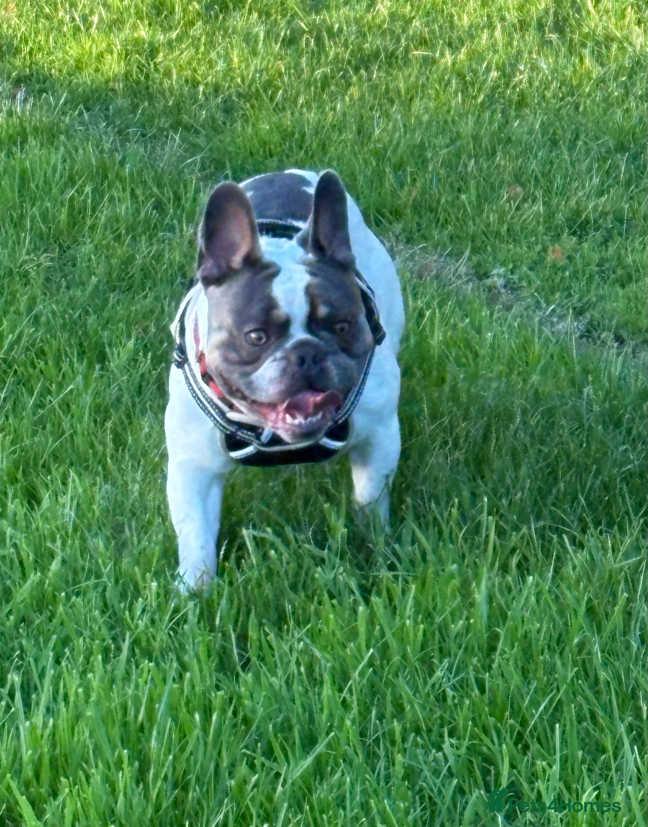 French Bulldog dogs French bulldog for STUD - Advert 21