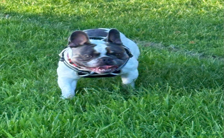 French Bulldog dogs French bulldog for STUD - Advert 9