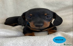 Miniature Dachshund dogs for sale: READY NOW Miniature Dachshund Smooth KC Boys - Image 5