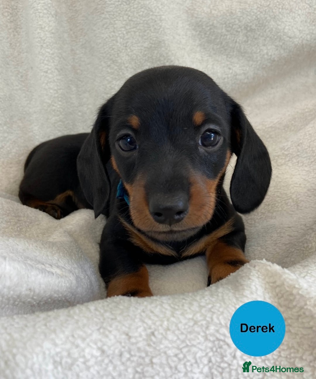 Miniature Dachshund dogs for sale: READY NOW Miniature Dachshund Smooth KC Boys - Image 5