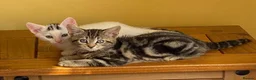 Mixed Breed cats for sale: Lovely kitten looking for her forever home - Advert 5