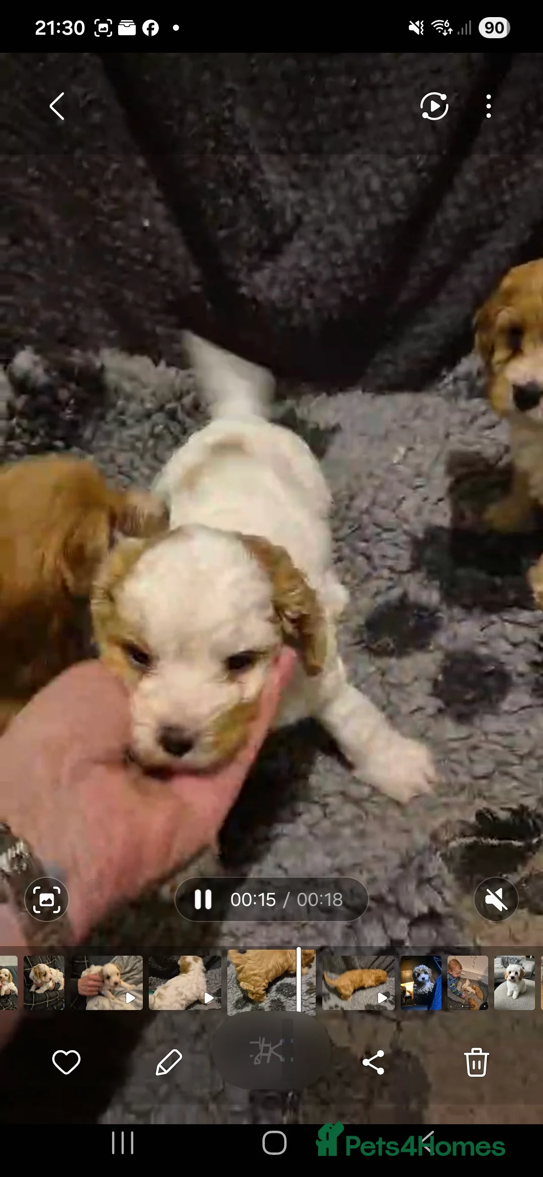 Cavapoo dogs for sale: Stunning Toy Cavapoo pups DNA Health tested CLEAR - Advert 11