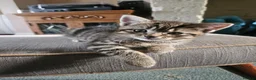 Mixed Breed cats for sale: Beautiful tabby kittens in Newbury - Advert 2