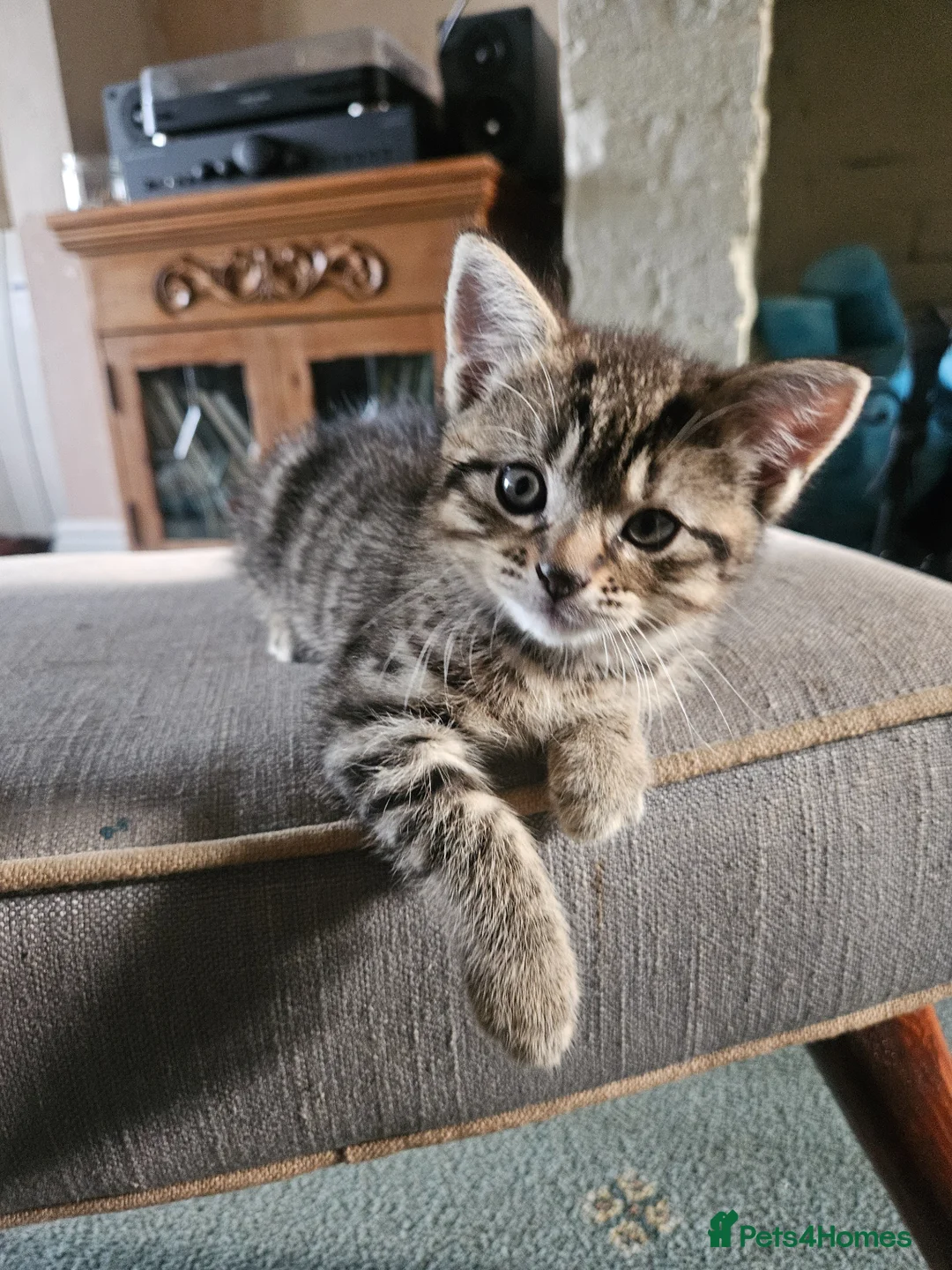 Mixed Breed cats for sale: Beautiful tabby kittens in Newbury - Advert 2