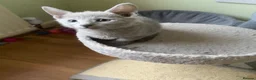 Russian Blue cats for sale: TICA 5* pedigree Russian blue kittens  - Advert 11