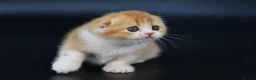 Scottish Fold cats for sale: LICENSED CATTERY PURE BREED TOP QUALITY KITTENS - Advert 19