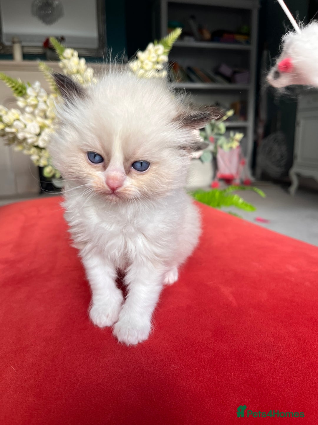 Ragdoll cats for sale: Genuine Ragdoll kittens from pedigree parents.  - Advert 12
