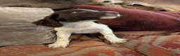 English Springer Spaniel dogs for sale: Springer Spaniel Pups  - Advert 3