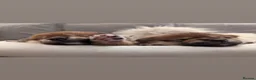 Japanese Shiba Inu dogs for sale: Japanese Shiba inu  - Advert 10