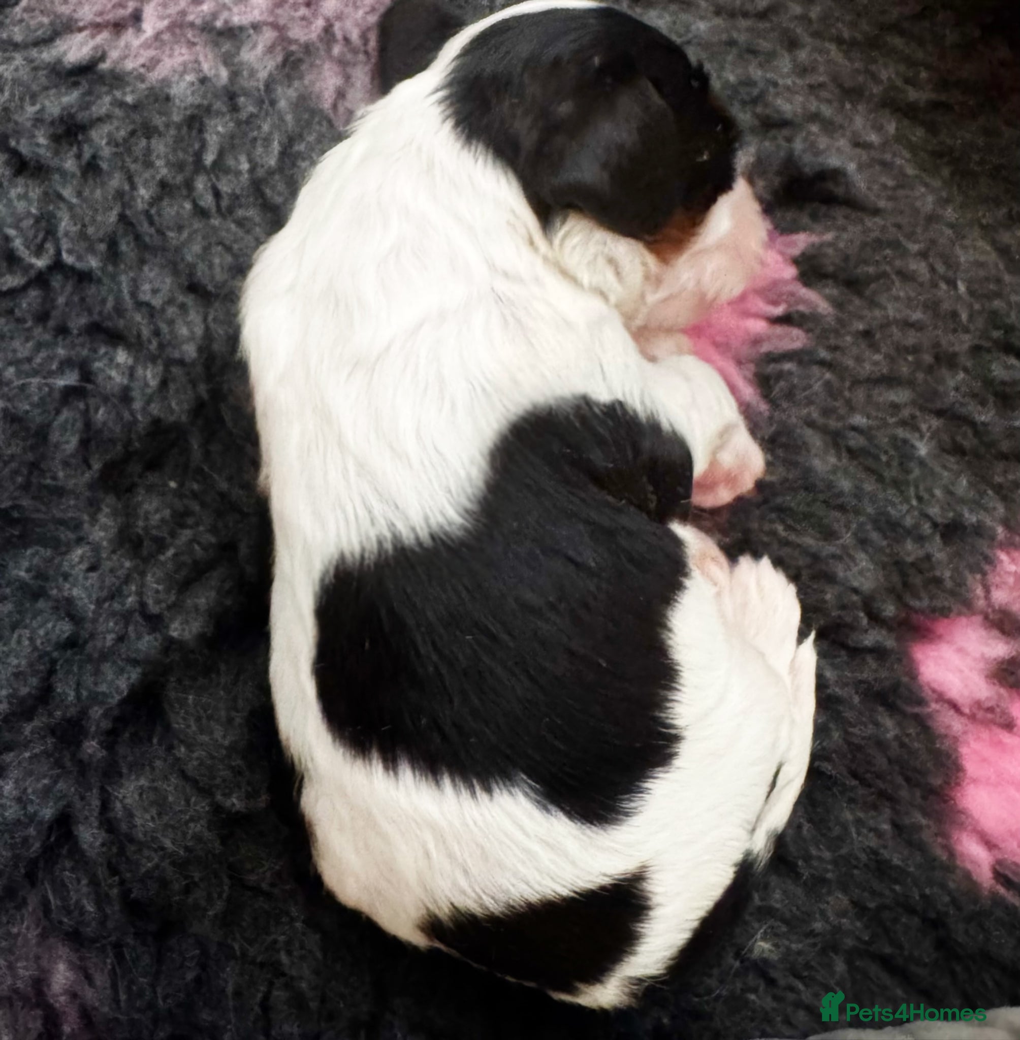 Cavalier King Charles Spaniel dogs Rare in UK ultra-low COI 0.2% Chocolate gene KCreg - Advert 2