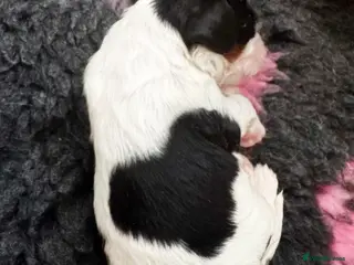 Cavalier King Charles Spaniel dogs Rare in UK ultra-low COI 0.2% Chocolate gene KCreg - Advert 2