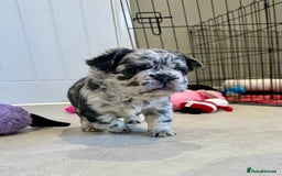 French Bulldog dogs for sale: Visual Fluffy French Bulldogs x 4 Male - Advert 9