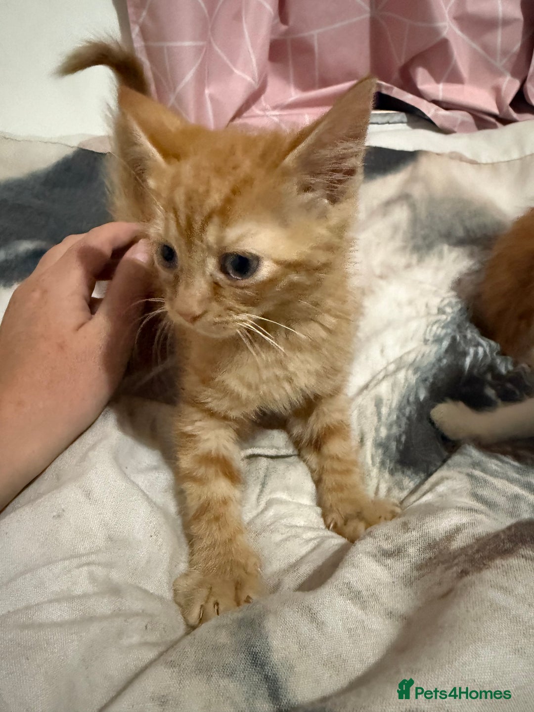 Mixed Breed cats for sale: 3 male kittens  - Image 3