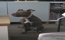 Mixed Breed dogs for sale: Female staffy - Image 2