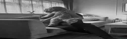 Cavapoo dogs for adoption: BEAR FOSTER TO ADOPT-Cornwall/Devon/SomersetBorder - Advert 5