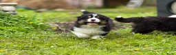 Australian Shepherd dogs for sale: Stunning Australian Shepherd Puppies  - Advert 23