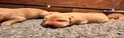 Labrador Retriever dogs for sale: KC Registered -working stock - Labrador retrievers in Ottery Saint Mary - Advert 14