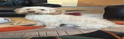 Mixed Breed dogs for stud: Beautiful and healthy Cockapoo for Stud in Leighton Buzzard - Advert 9