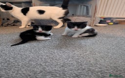 Domestic Shorthair cats for sale: Two male kittens for sale  - Advert 7