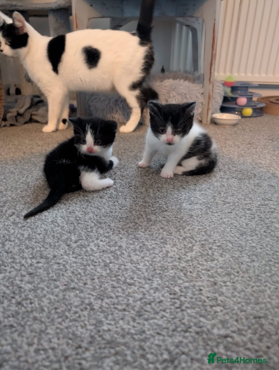 Domestic Shorthair cats for sale: Two male kittens for sale  - Advert 7