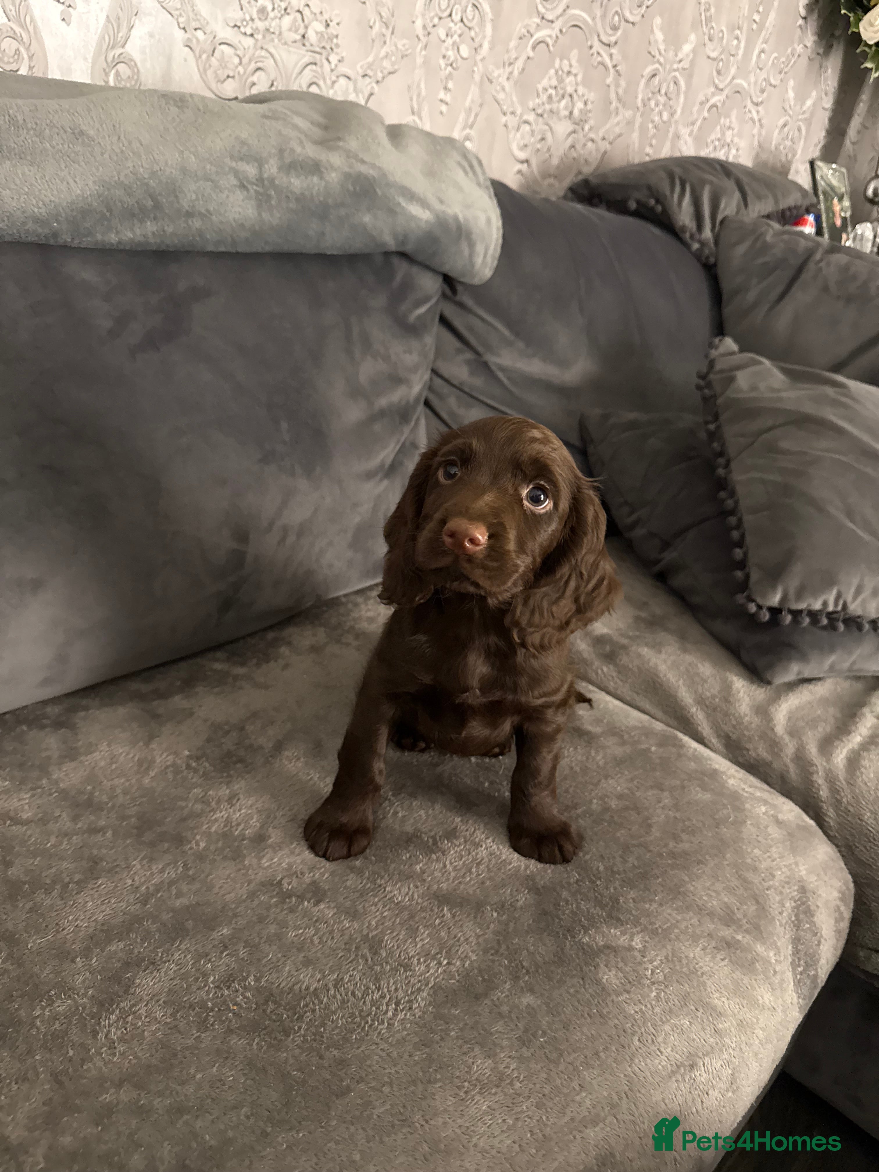 Cocker Spaniel dogs PEDIGREE WORKING COCKER SPANIEL CHOCOLATE BOY   - Advert 5