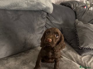 Cocker Spaniel dogs PEDIGREE WORKING COCKER SPANIEL CHOCOLATE BOY - Advert 7