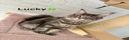 Maine Coon cats for sale: Pedigree Massive TICA registered kittens  - Advert 30