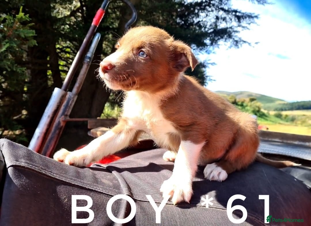 Border Collie dogs for sale: Fabulous Border Collie pups black, white, red. - Image 8