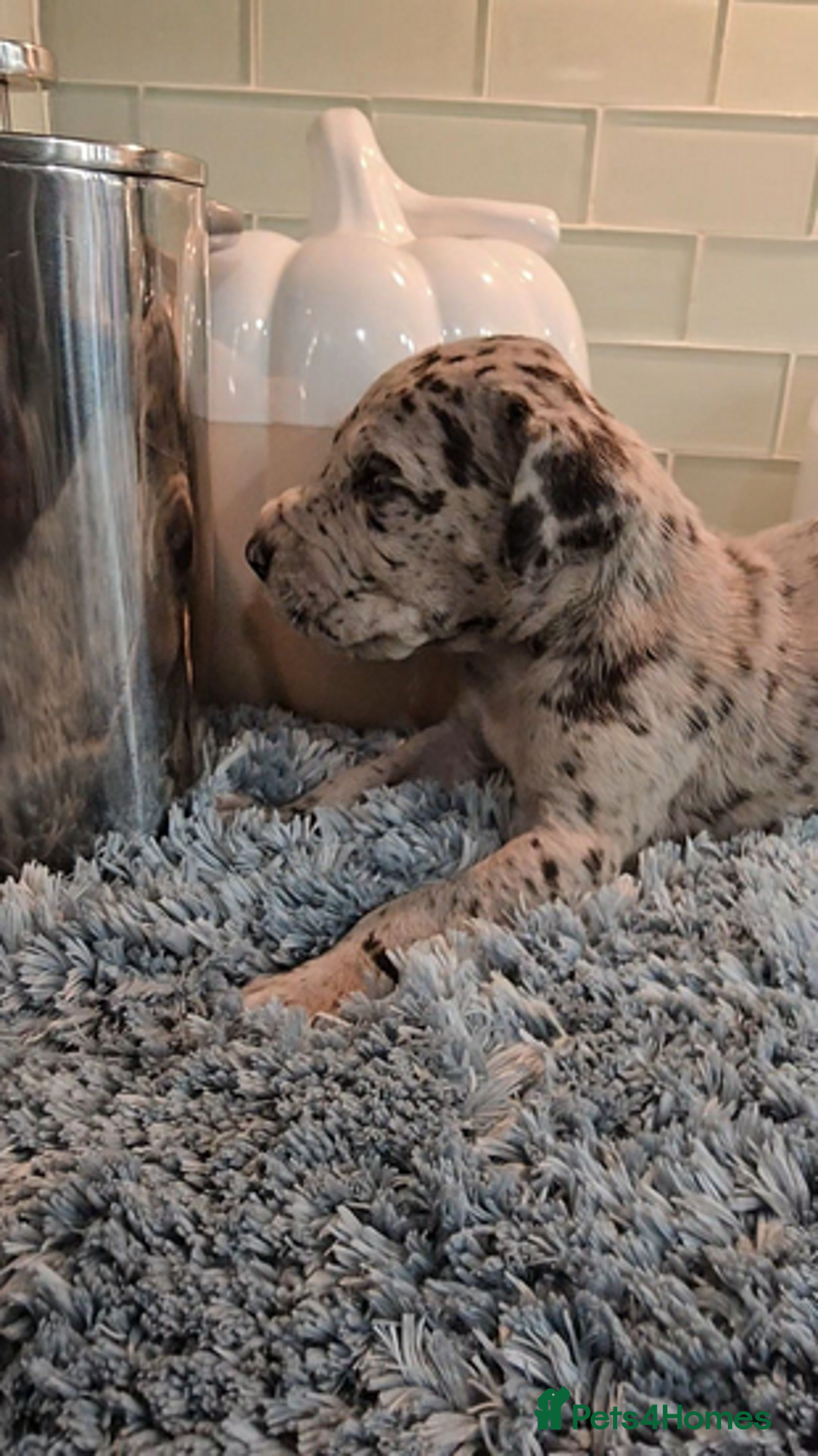 Great Dane dogs for sale: Kc & Beautiful Litter of Chunky Great Dane Puppies - Advert 6