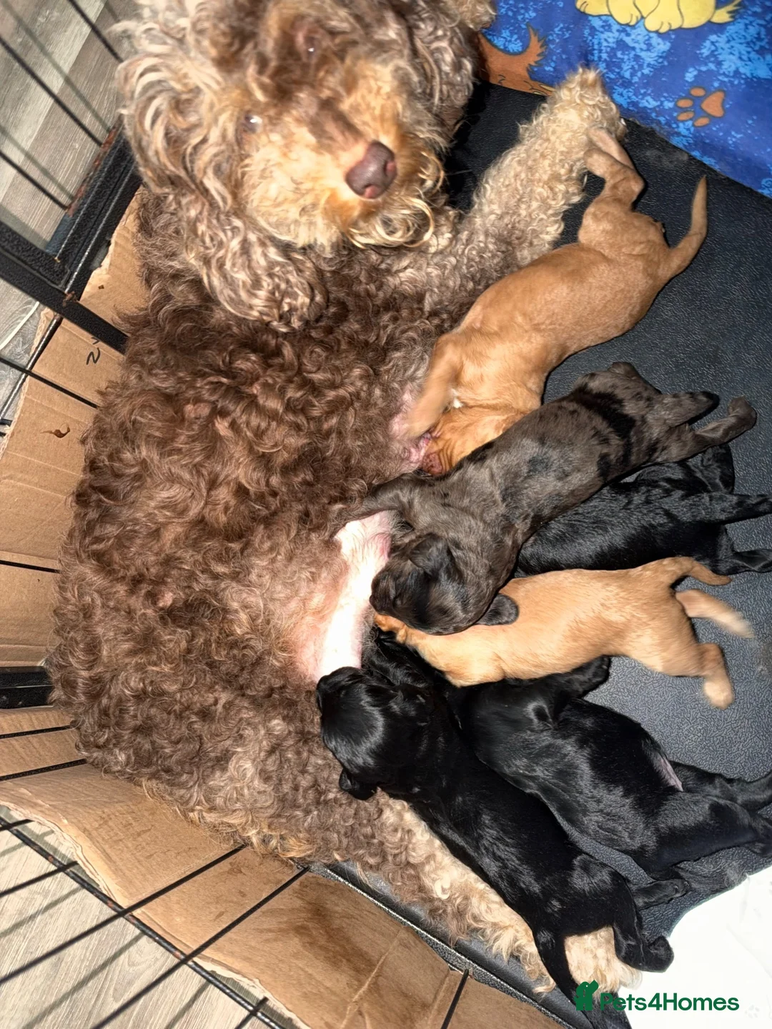 Cockapoo dogs for sale: F1 cockapoo - Advert 2