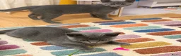 British Shorthair cats for sale: Little boys  - Advert 2