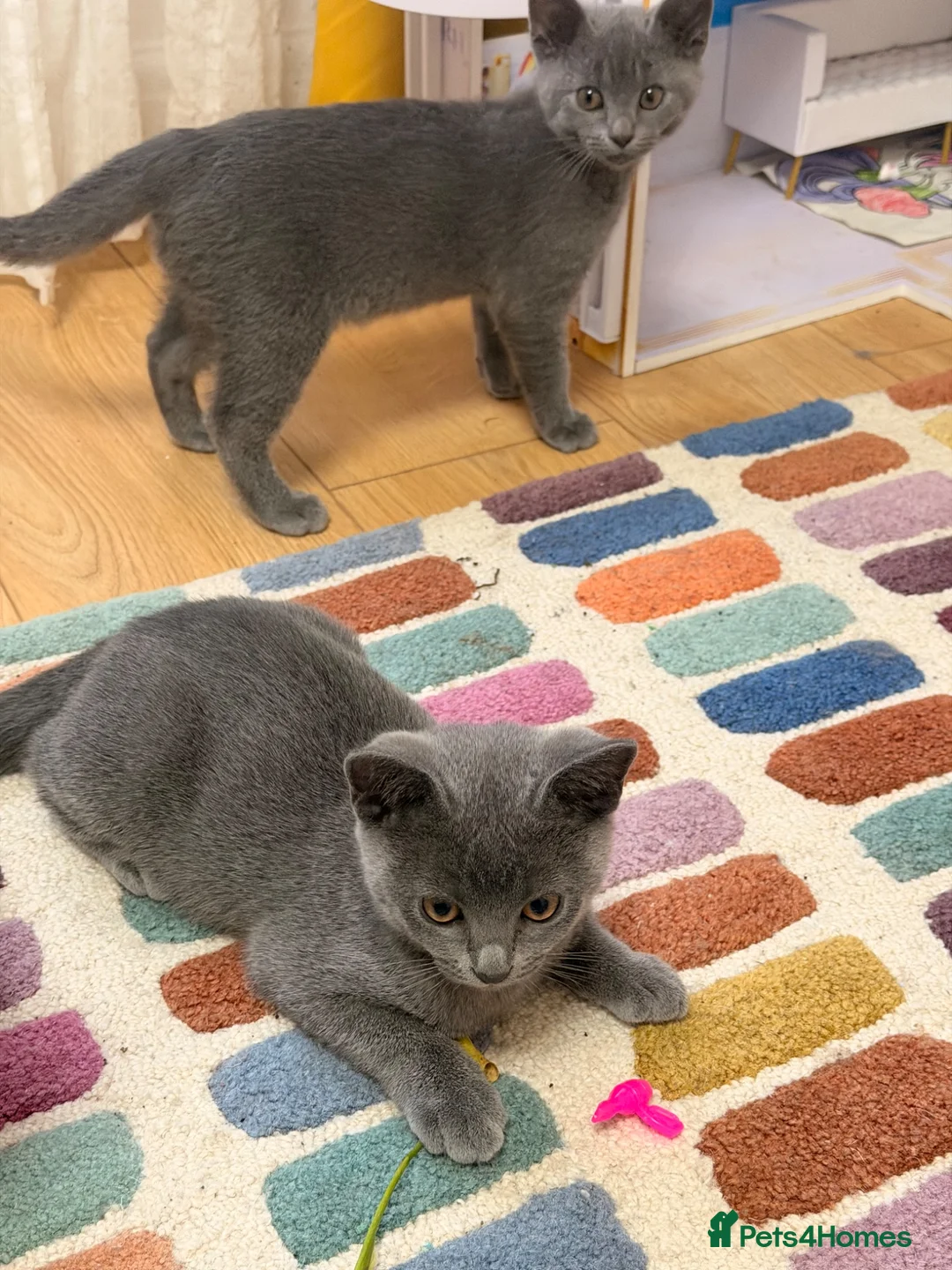 British Shorthair cats for sale: Little boys  - Advert 2