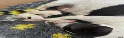 Jack Russell dogs for sale: Jack Russell - Advert 2