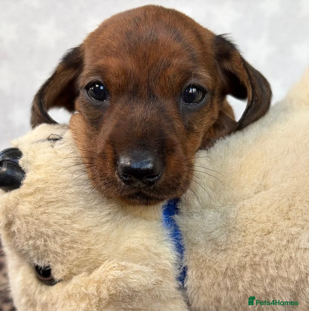Miniature Dachshund dogs for sale: 🏆KC Registered Miniature Dachshund Puppies 🐾  - Advert 17