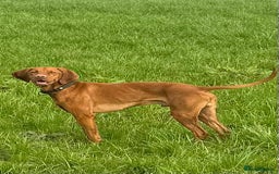 Hungarian Vizsla dogs for sale: Hungarian Vizsla Puppies 5th Generation Pedigree - Image 9