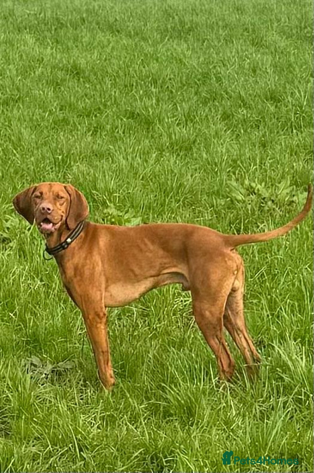 Hungarian Vizsla dogs for sale: Hungarian Vizsla Puppies 5th Generation Pedigree - Image 9