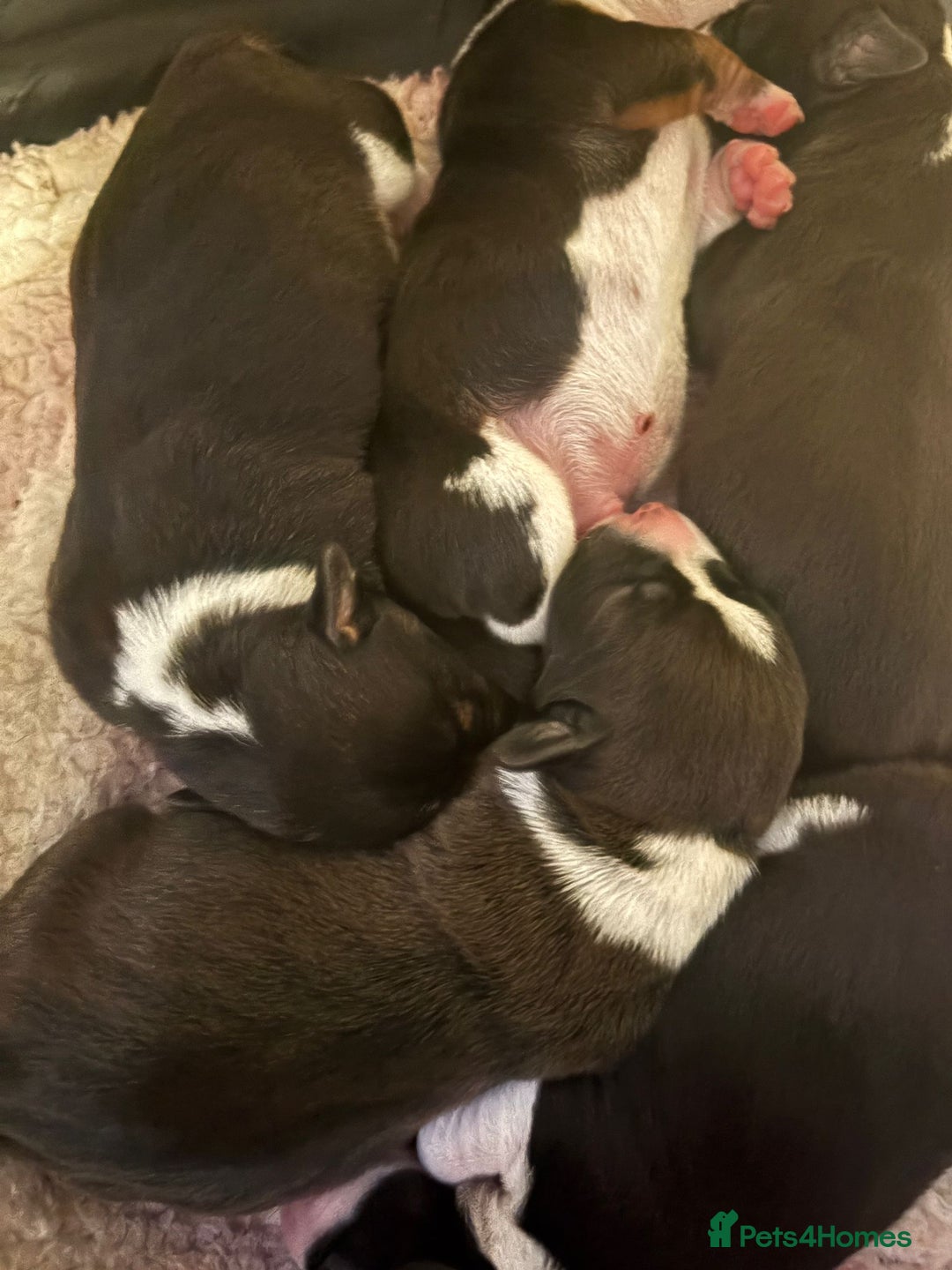 Jack Russell dogs for sale: Jack Russel pups - Advert 16