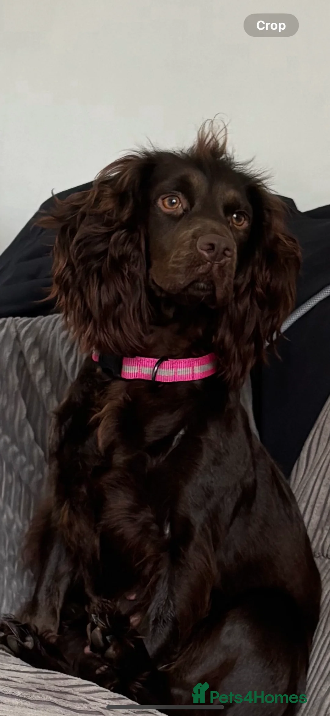 Cocker Spaniel dogs for sale: Cocker spaniel  in Houghton le Spring - Advert 2