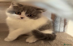 British Shorthair cats for sale: CHAMPION LINES TICA REGISTERED ACTIVE BI BSH GIRLS - Image 11