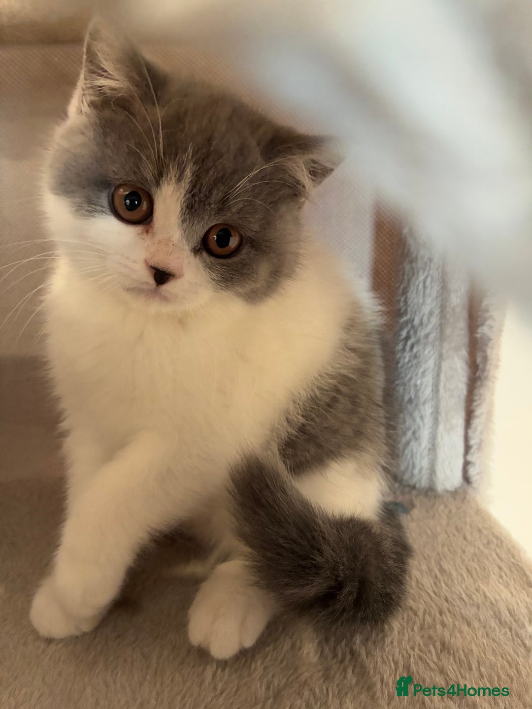 British Shorthair cats for sale: CHAMPION LINES TICA REGISTERED ACTIVE BI BSH GIRLS - Image 11