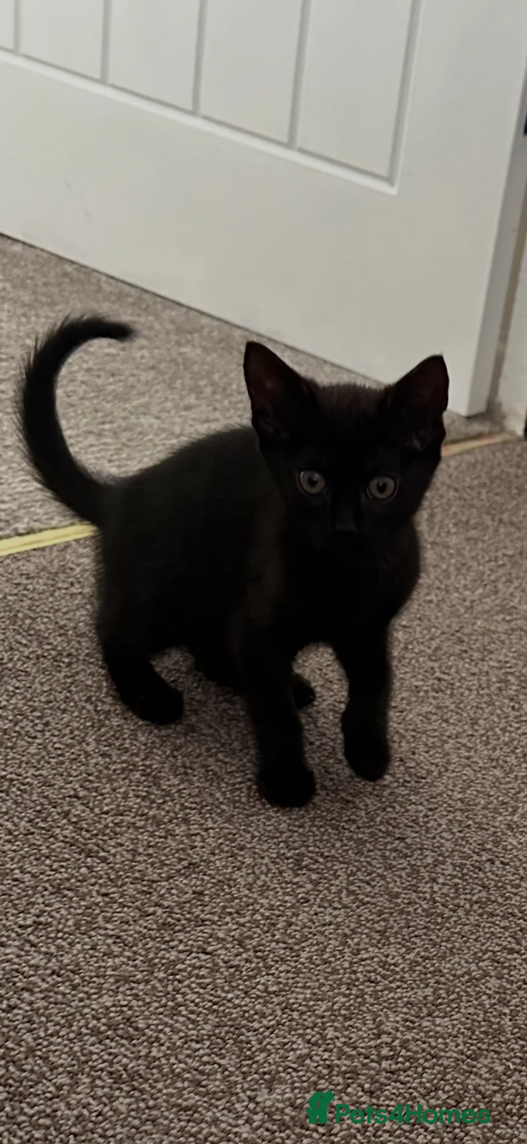 Mixed Breed cats for sale: Kittens  **  in Swansea - Advert 5