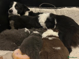 Border Collie dogs Stunning Traditional KC Reg Health Tested - Advert 1