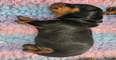 Dachshund dogs - Advert 5